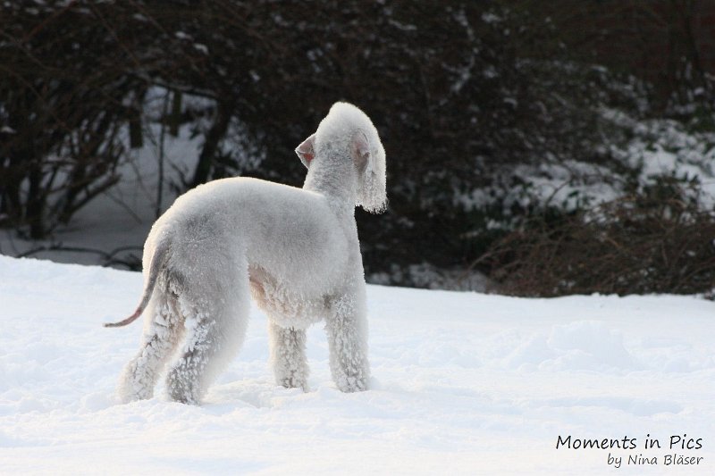 Airis Blue Volshebny Svet 2010-01-31 (15).JPG
